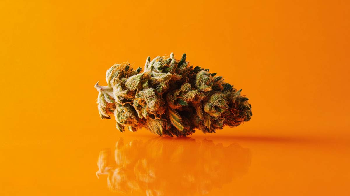 Mango Kush