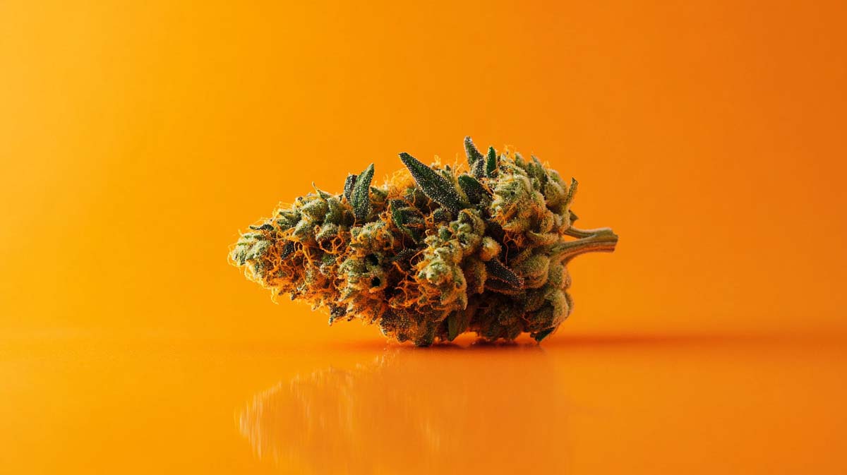 Chemango Kush