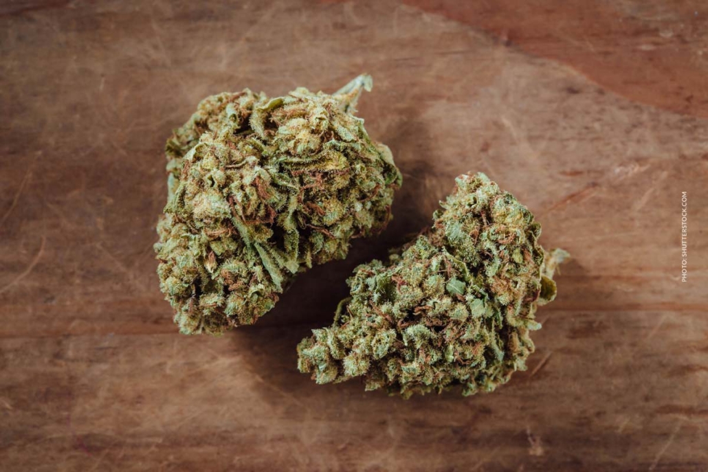 cannabis-sorte-blute-bud-blute-tisch-shop-thc-aroma-beliebt