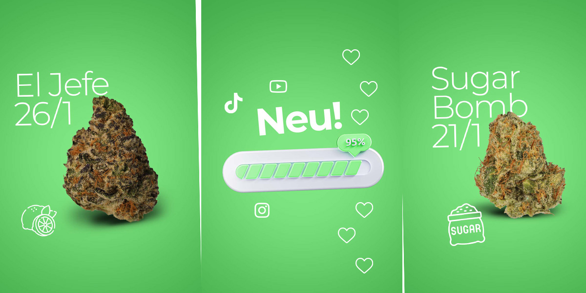 cannazen-cannabis-info-nachrichten-aktuelles-instagram-tiktok-youtube-x-facebook-linkedin