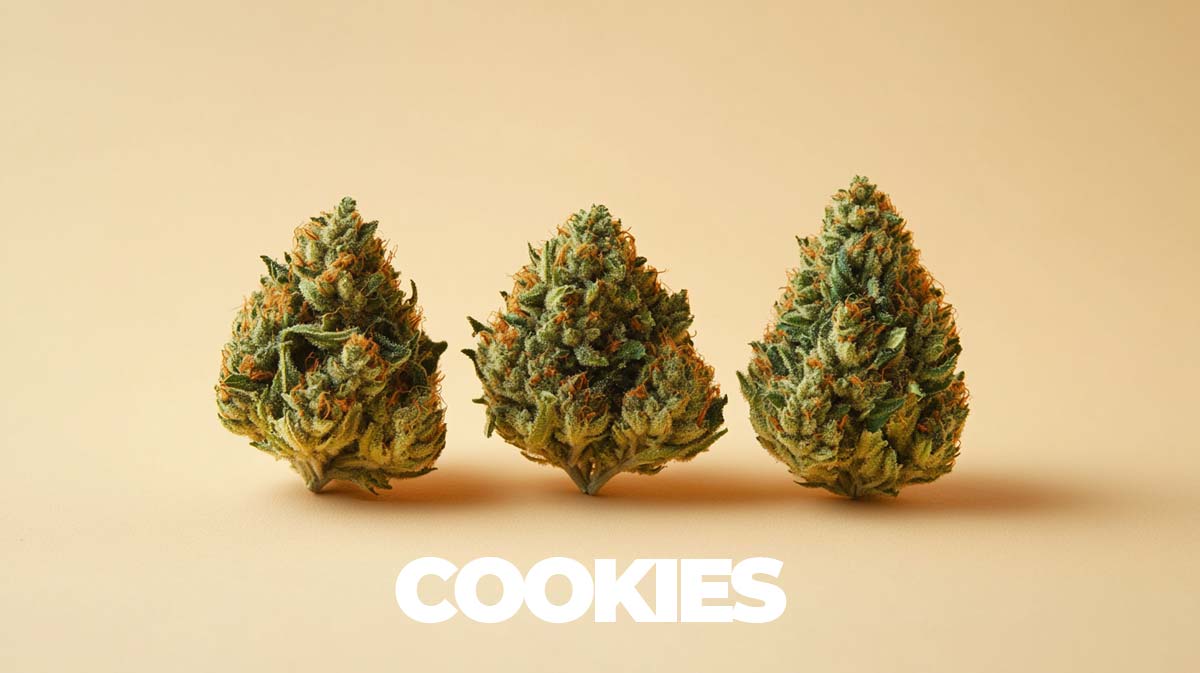 cookies-sorten-topliste-namen-wirkung-story-infografik-3-strains-blueten