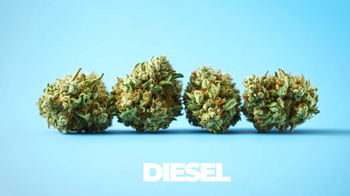 diesel-sorten-topliste-namen-wirkung-story-infografik-3-strains-blueten