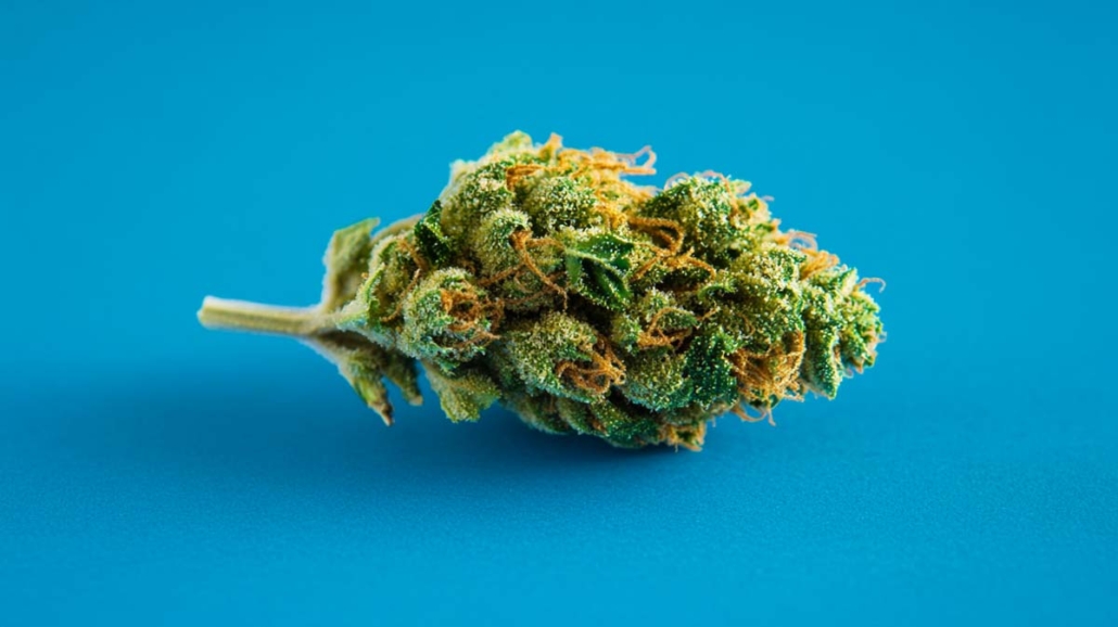 cannabis-sorte-wiki-hanf-weed-shop-indica-nothern-lights