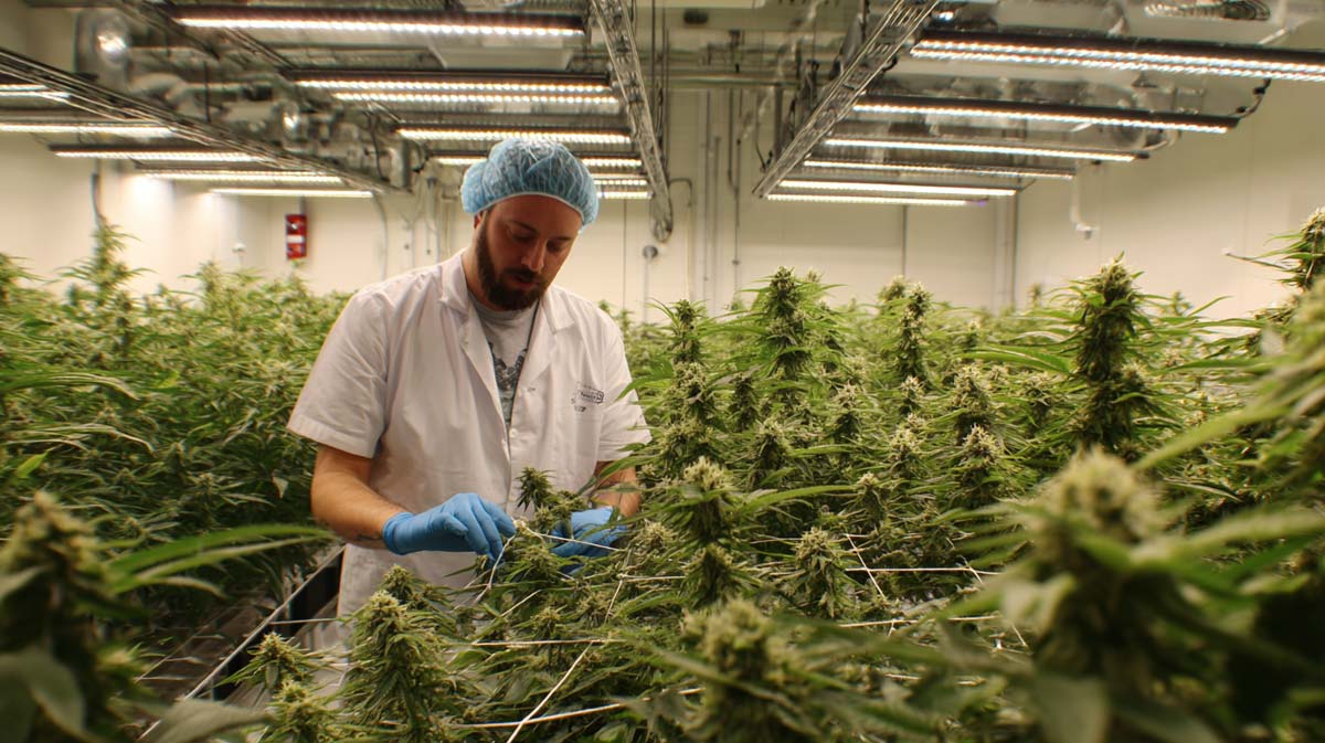 anbauverein-social-club-cannabis-weed-hanf-tour-youtube-berlin-raum-anbauraum-sicherheit-standards-interview-schneidet-blatter