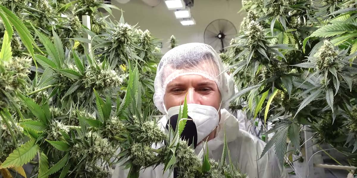 cannabis-anbau-gebruder-grow-youtube-check-hanf-farm-gorilla-zkittlez-ernte-bluete-doku-dokumentation