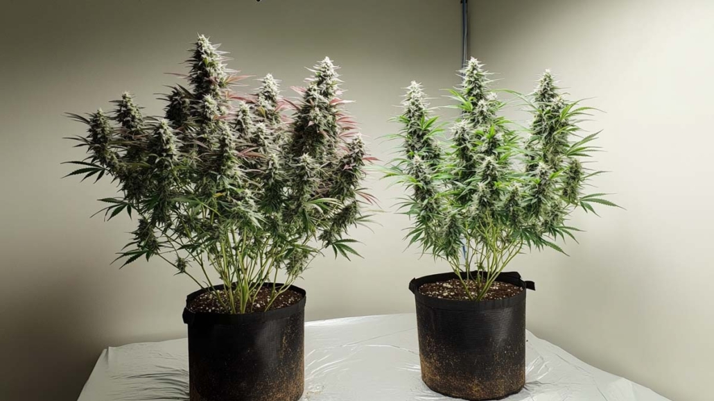 lollipopping-methode-cannabis-anbau-tipps-stengel-blatt-abschneiden-energie-in-bluete-zwei-toepfe