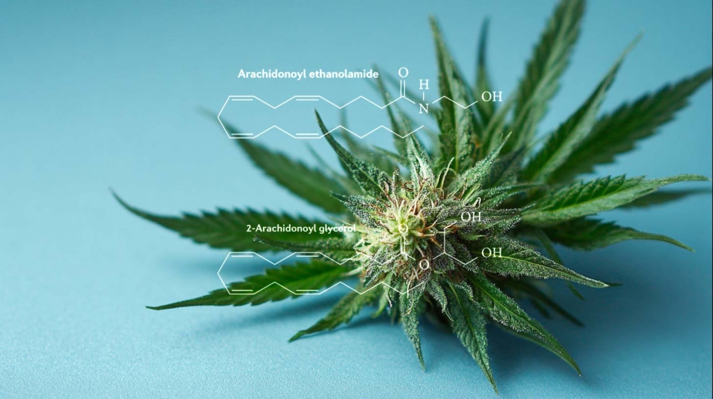 endocannabinoid-cannabis-wirkung-effekt-weed-molekul-chemie-blute-blatt-pflanze
