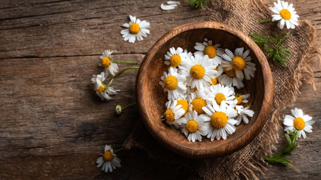 bisabolol-kamille-ruhe-terpen-aroma-geschmack-wirkung-effekt-cannabis-weed-hanf-marihuana-sorte