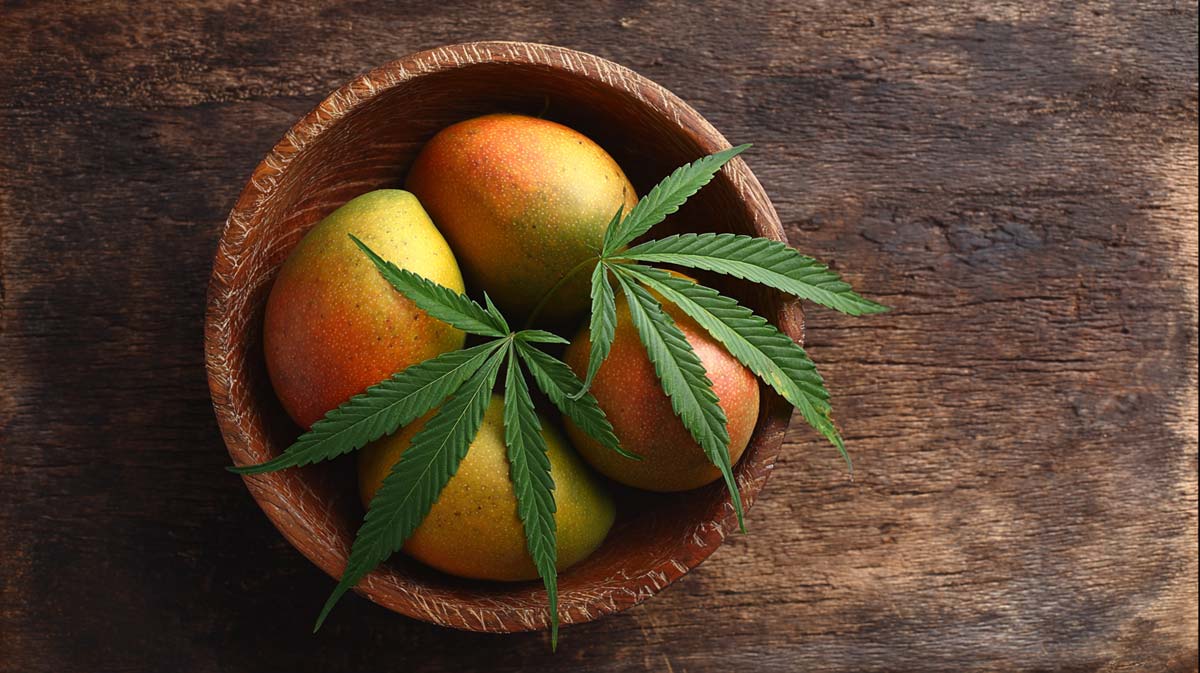 myrcen-mango-fruchtig-tropisch-terpen-aroma-geschmack-wirkung-effekt-cannabis-weed-hanf-marihuana-sorte