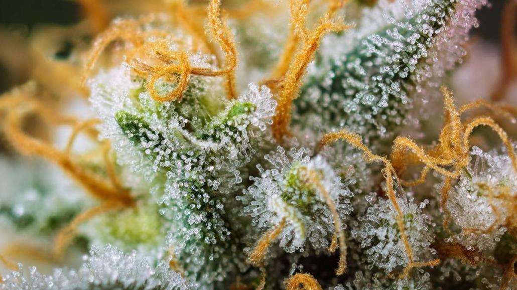 terpene-cannabis-bluete-nahaufnahme-zoom-faden-tropfen-mikroskop
